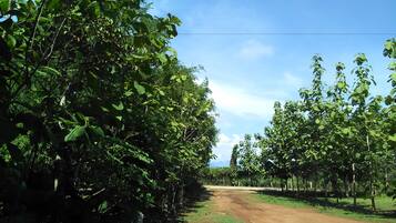Uma trilha de terra ladeada por folhagem verde densa sob um céu limpo.