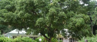 Chalet Bamboo Vert