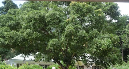 Chalet Bamboo Vert