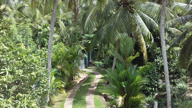 Un jardin luxuriant avec un chemin pavé, bordé de différentes plantes et arbres tropicaux.