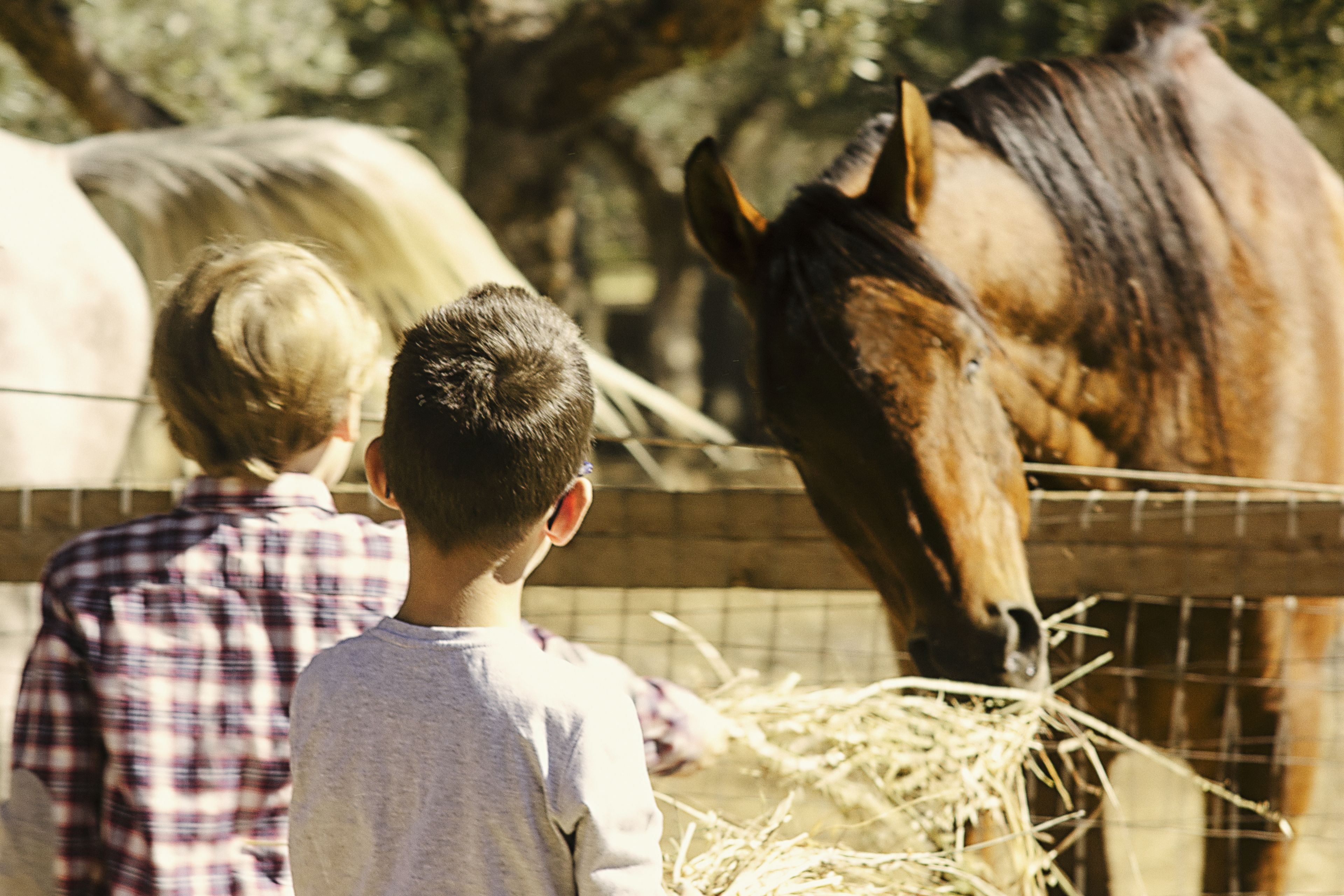 A child and an adult standing near a horse enclosure, feeding a horse.