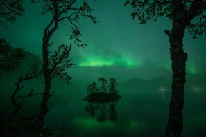 A forest with a small island and trees. - Skrolsvik Kystferie (Senja)