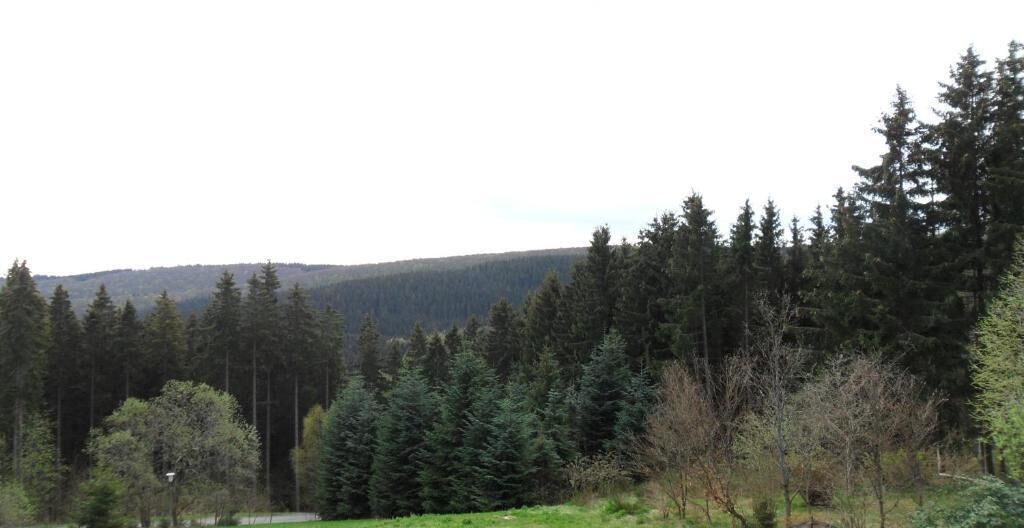 A forested landscape with dense trees and a hill in the background.