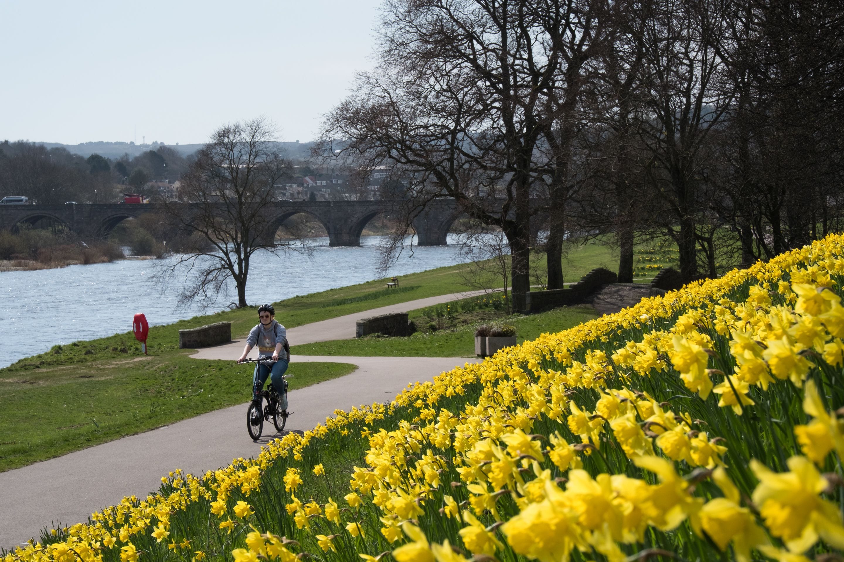 A pathway with yellow flowers, a bridge in the background, and a cyclist.