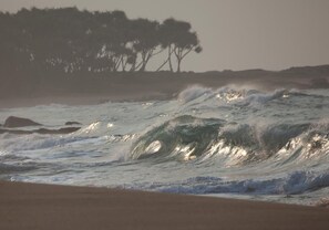 Ein Strand mit brechenden Wellen und Bäumen im Hintergrund.
