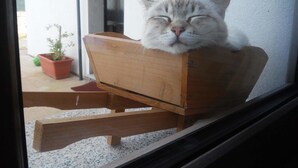 A cat resting in a wooden chair by a window. - Alma bed & breakfast (Sennariolo)