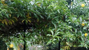 Property grounds - Ruen Lamai Lanna (Chiang Rai)