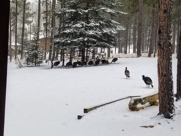 A snowy forest scene with a group of birds on the ground.