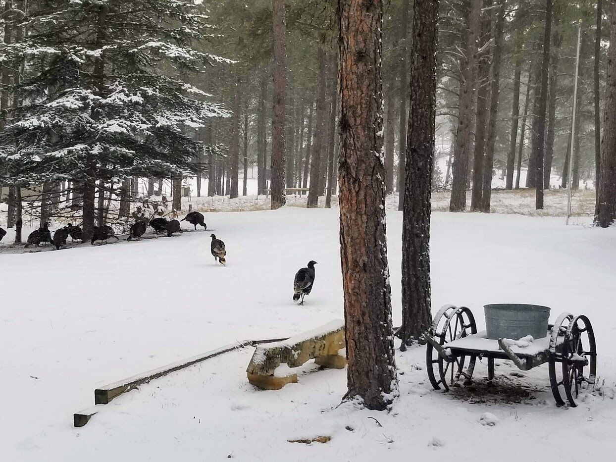 A snowy forest scene with a bench and a sled.