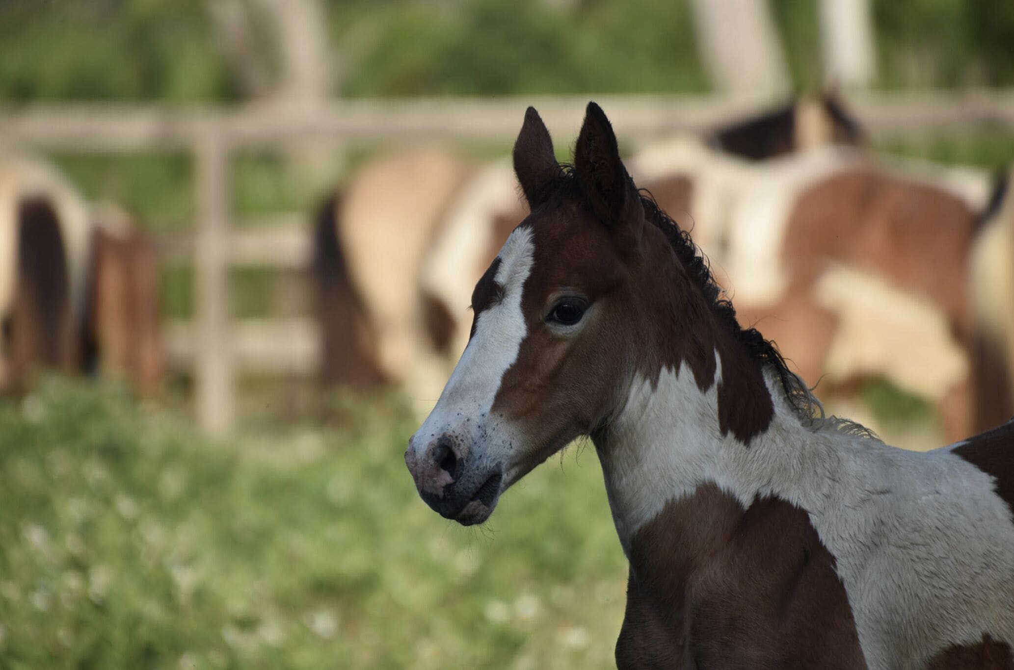 A close-up of a horse with a white blaze on its face, standing in a grassy area with a wooden fence in the background.