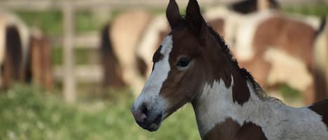 A close-up of a horse with a white blaze on its face, standing in a grassy area with a wooden fence in the background.