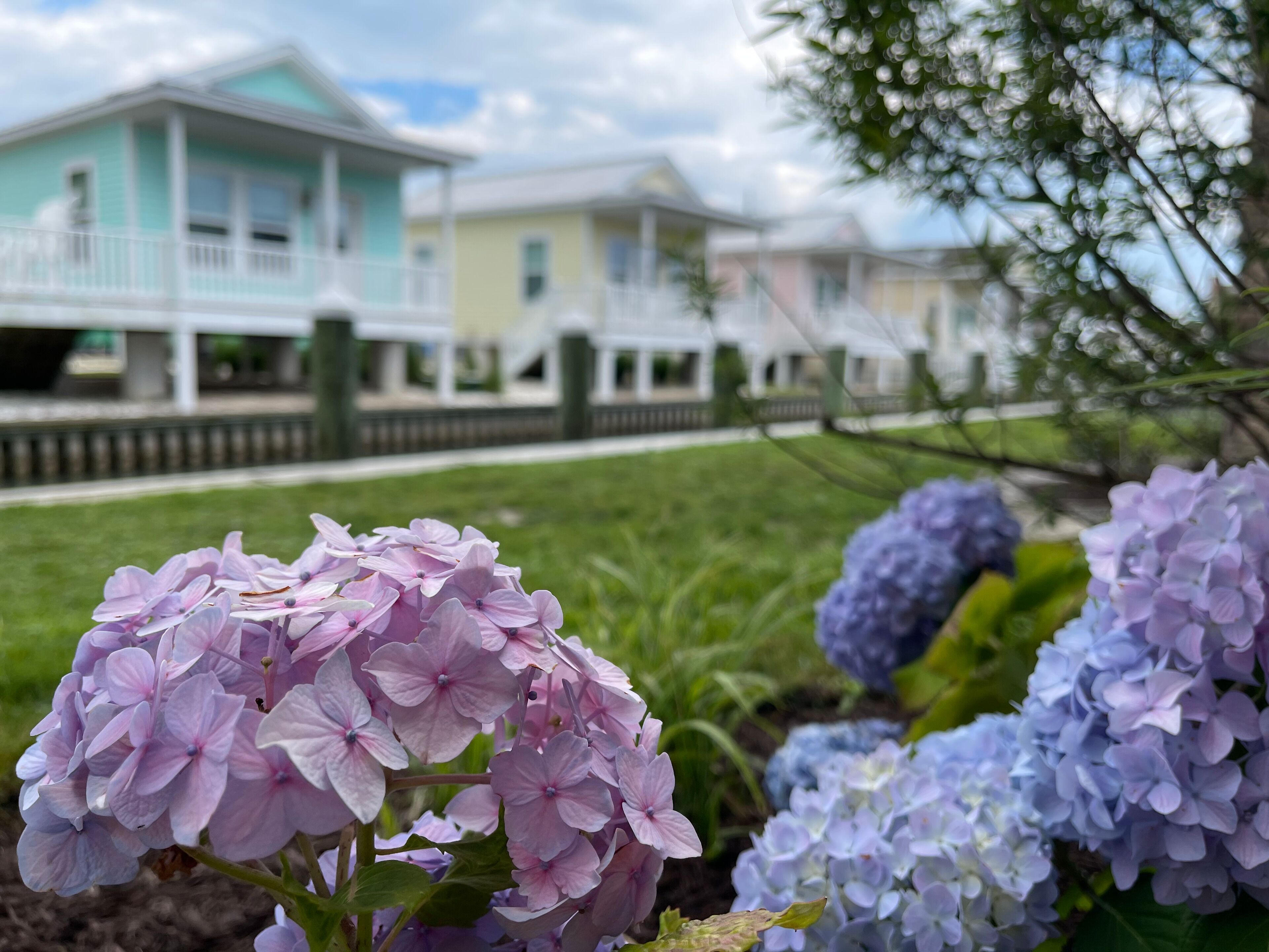Une rangée de maisons aux couleurs pastel, avec une pelouse verdoyante et des hortensias en premier plan.