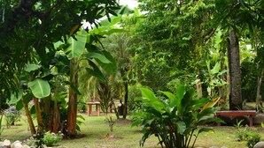 Un jardí exuberant amb diverses plantes, una banca de fusta i una taula petita.