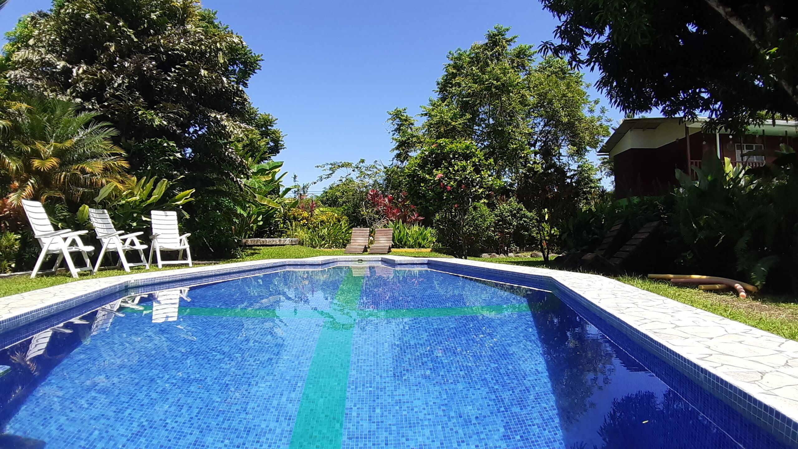 Una piscina con bordes de azulejos, rodeada de follaje y sillas reclinables blancas.