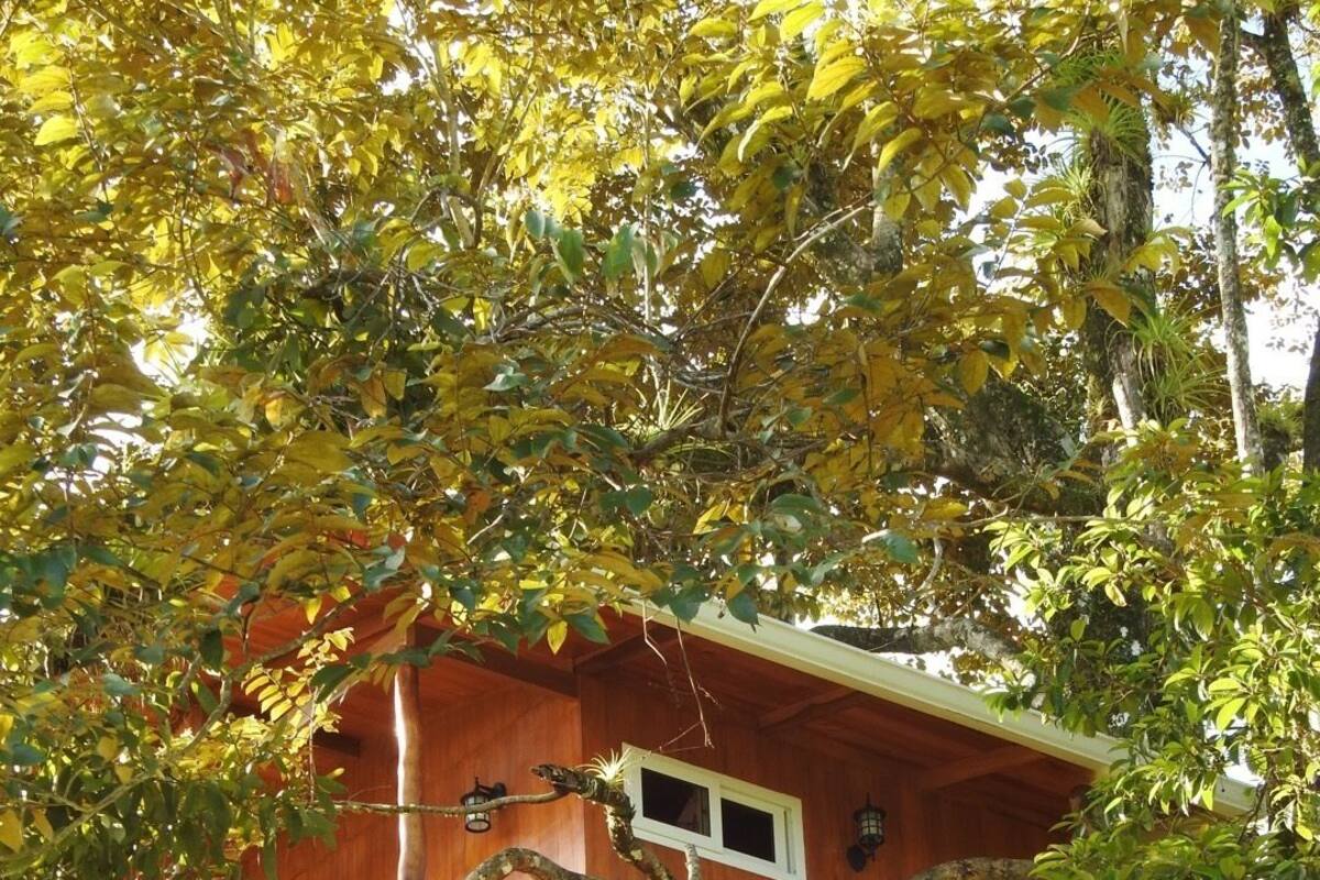 Ein Baumhaus mit Holzwänden, mehreren Fenstern und einem Balkon.