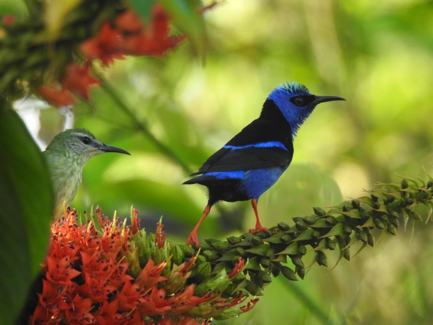 Two birds perched on a plant with red flowers.