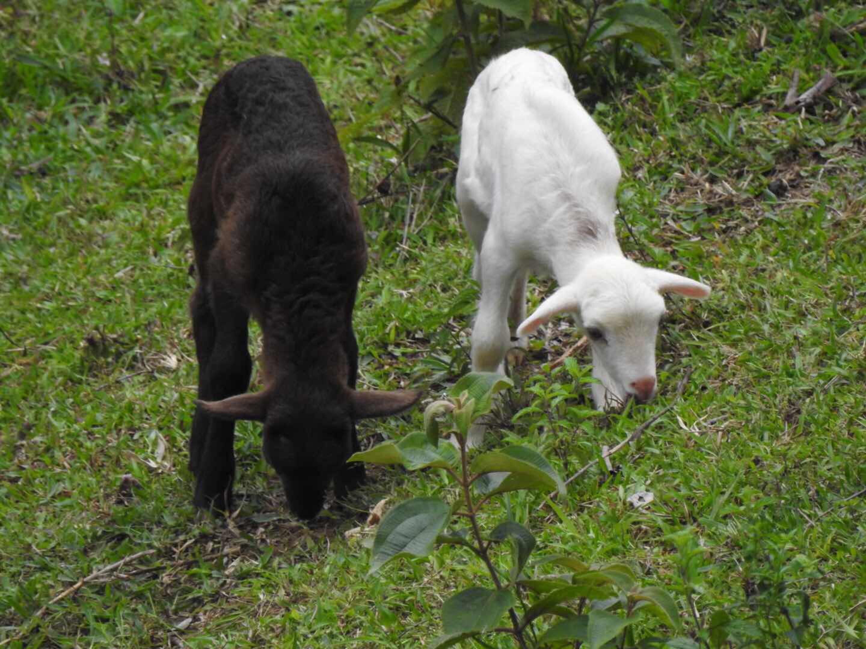 Dos cabras pastando en un campo cubierto de hierba.
