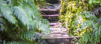 Dawson Falls Mountain Lodge