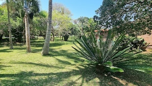 Un jardin bien entretenu, avec différents arbres et une grande plante de fougère.