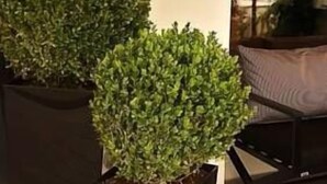 Two potted plants in a hotel lobby. - Avra Hotel (Katerini)