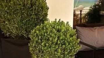 Two potted plants in a hotel lobby.