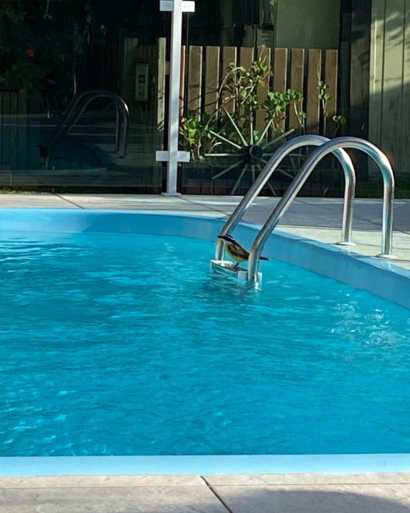 Ein Schwimmbecken mit einer Metallleiter.