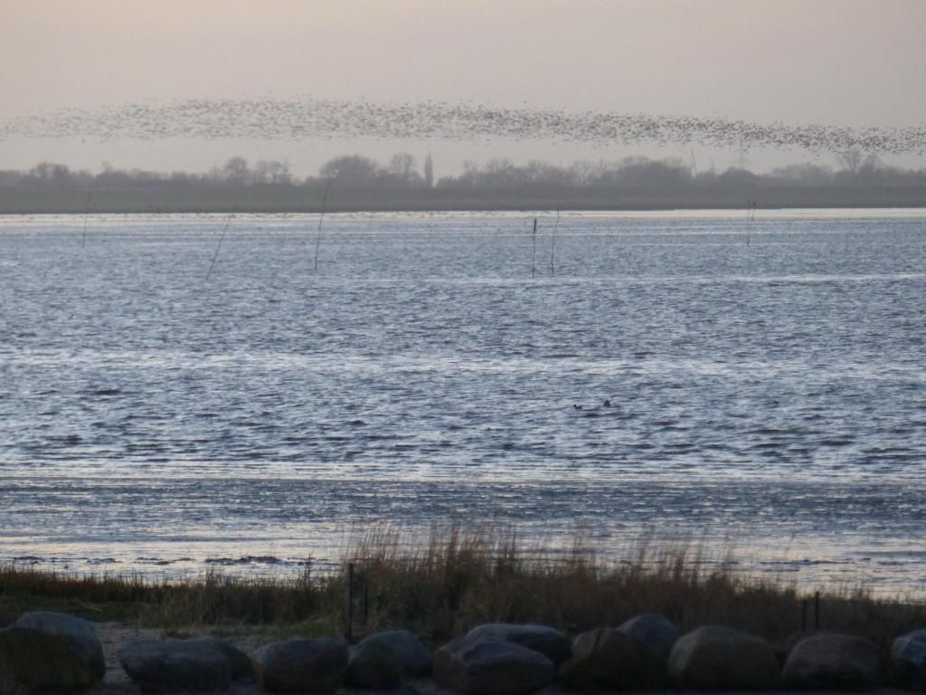 A body of water with a distant shoreline and a flock of birds flying overhead.