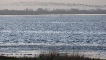 A body of water with a distant shoreline and a flock of birds flying overhead.
