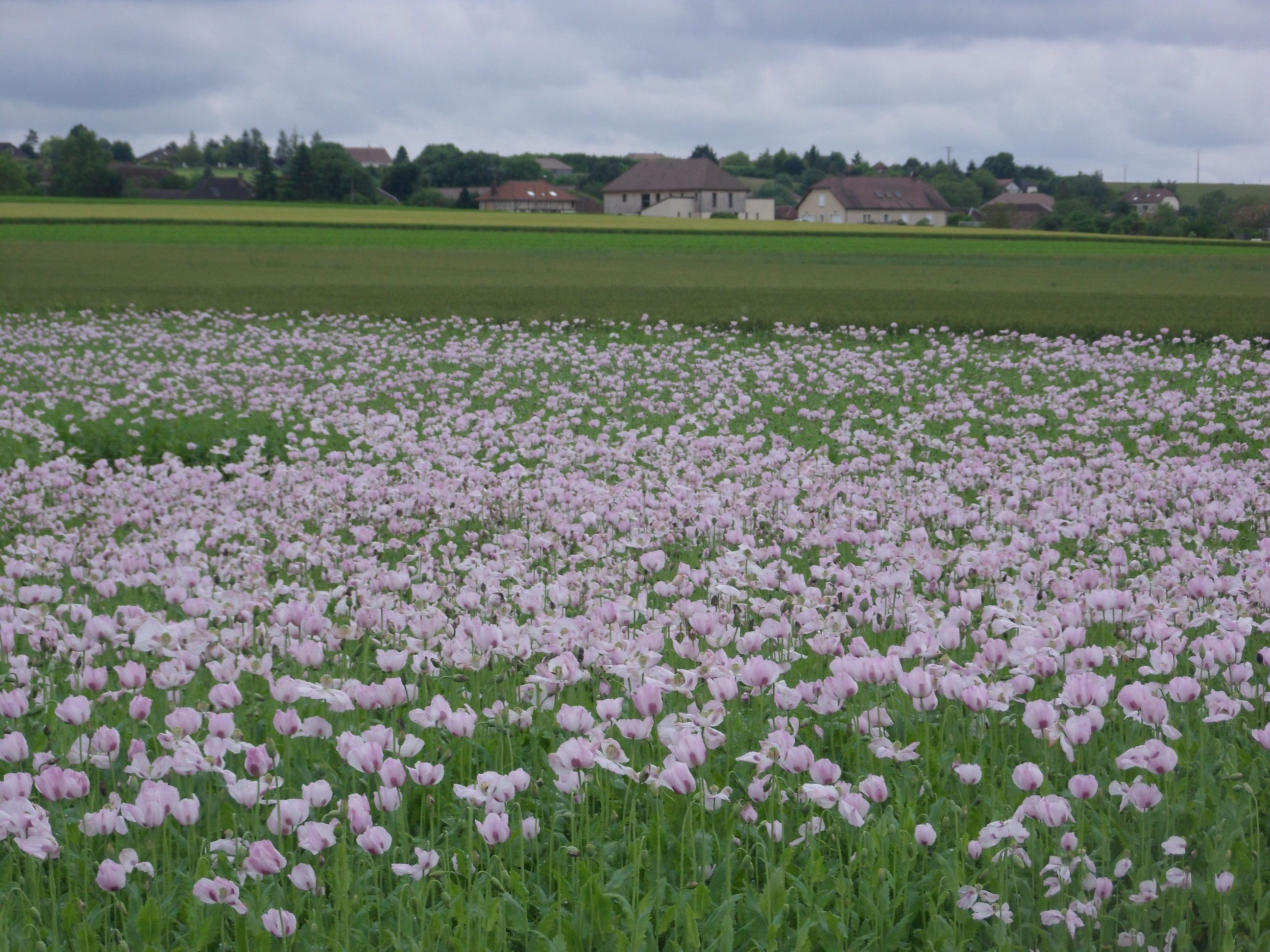 Foto - Ome sweet home