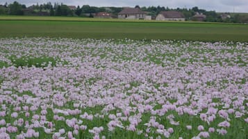 A field of pink flowers with houses in the background.