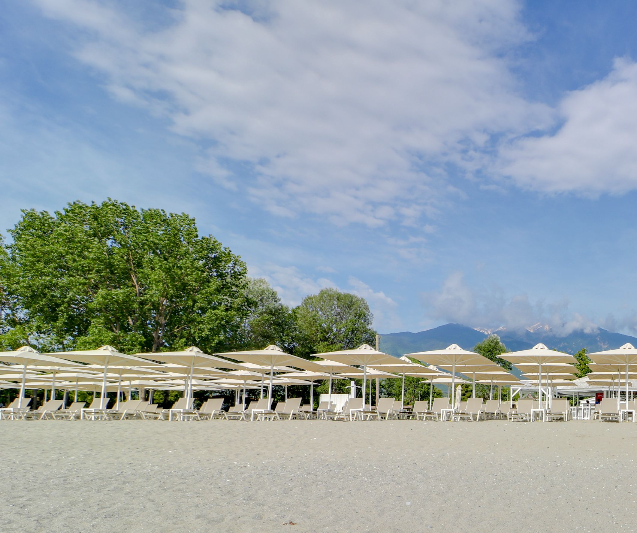 A beach with rows of sun loungers under umbrellas, a large tree, and mountains in the background.
