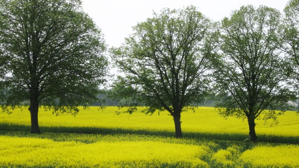 Un champ de fleurs jaunes avec trois arbres au premier plan.