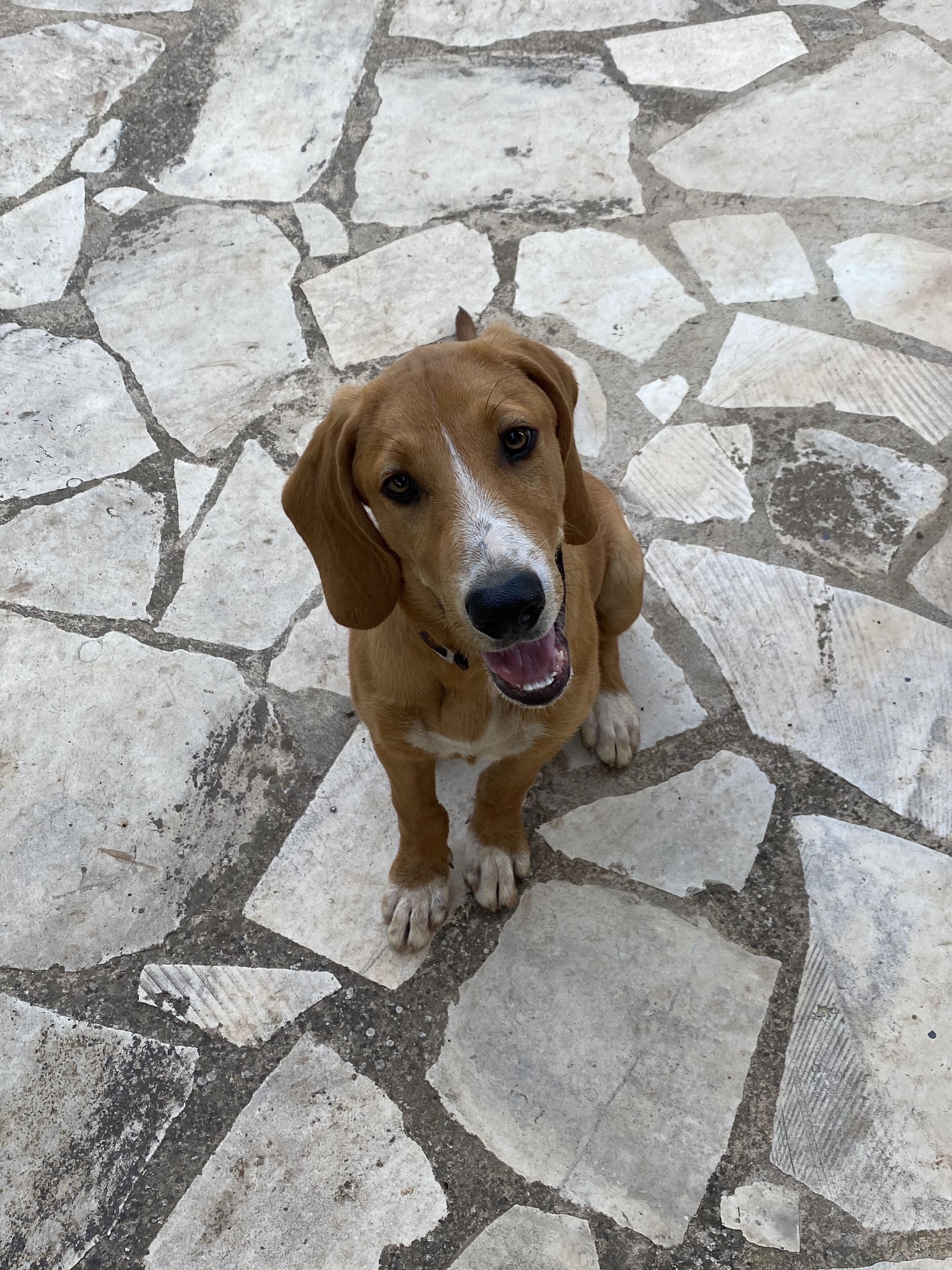 Un perro sentado sobre un suelo de piedra.
