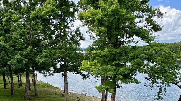 A lakeside park with a playground, a small bridge, and a grassy area with geese.