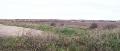A rural landscape with a dirt path, sparse vegetation, and a flat horizon.