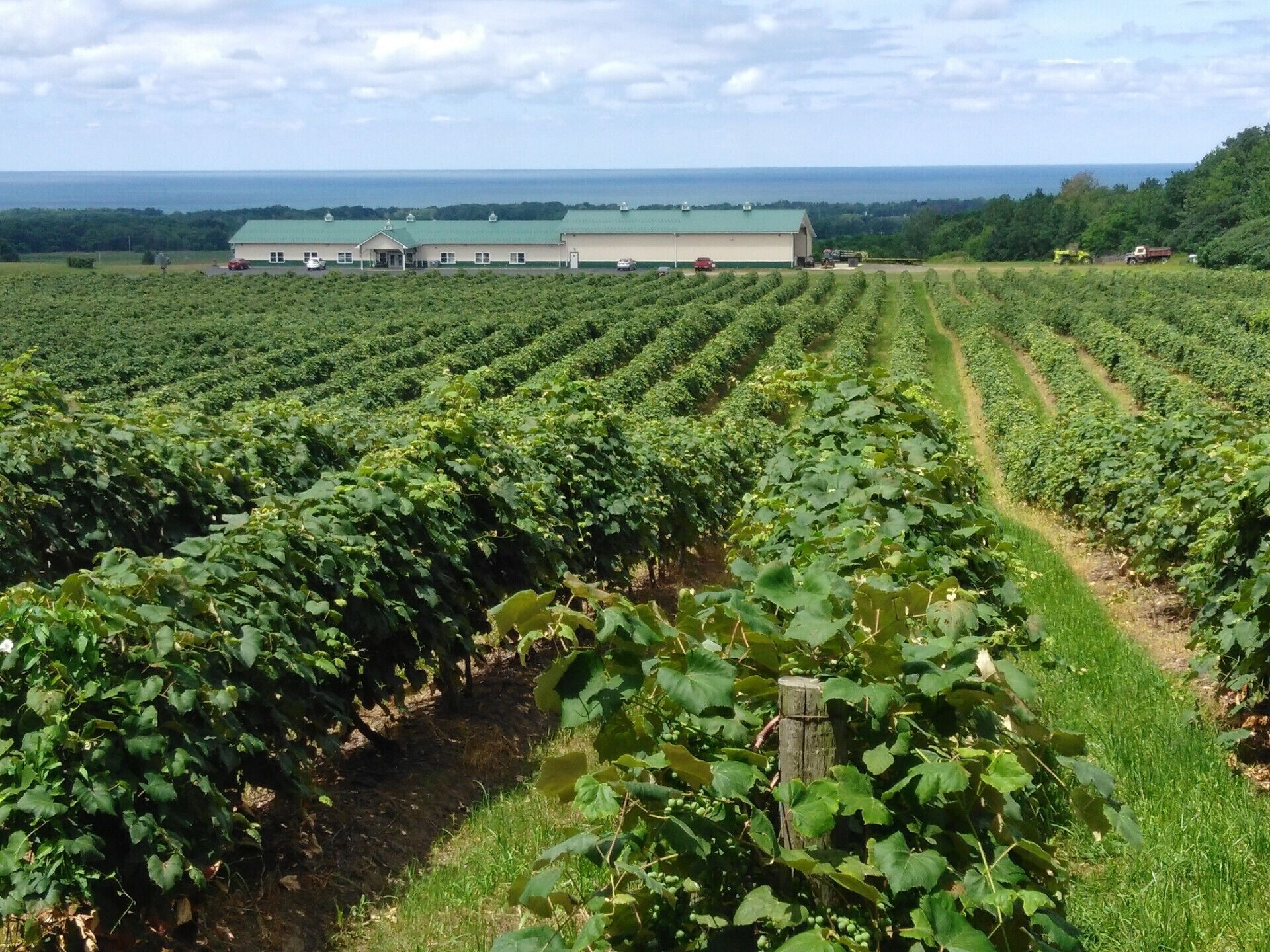 A vineyard with rows of grapevines and a large building in the background.