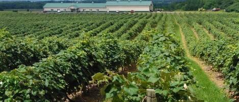 A vineyard with rows of grapevines and a large building in the background.