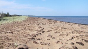 Une plage de sable avec une végétation clairsemée et un ciel dégagé.