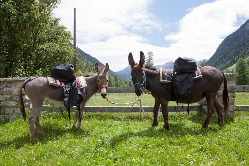 Two donkeys with saddles and packs standing in a grassy field with mountains in the background.