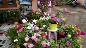 A variety of potted flowers in a garden area with a tiled floor. - Galaxy Inn Guest House (Pokhara)
