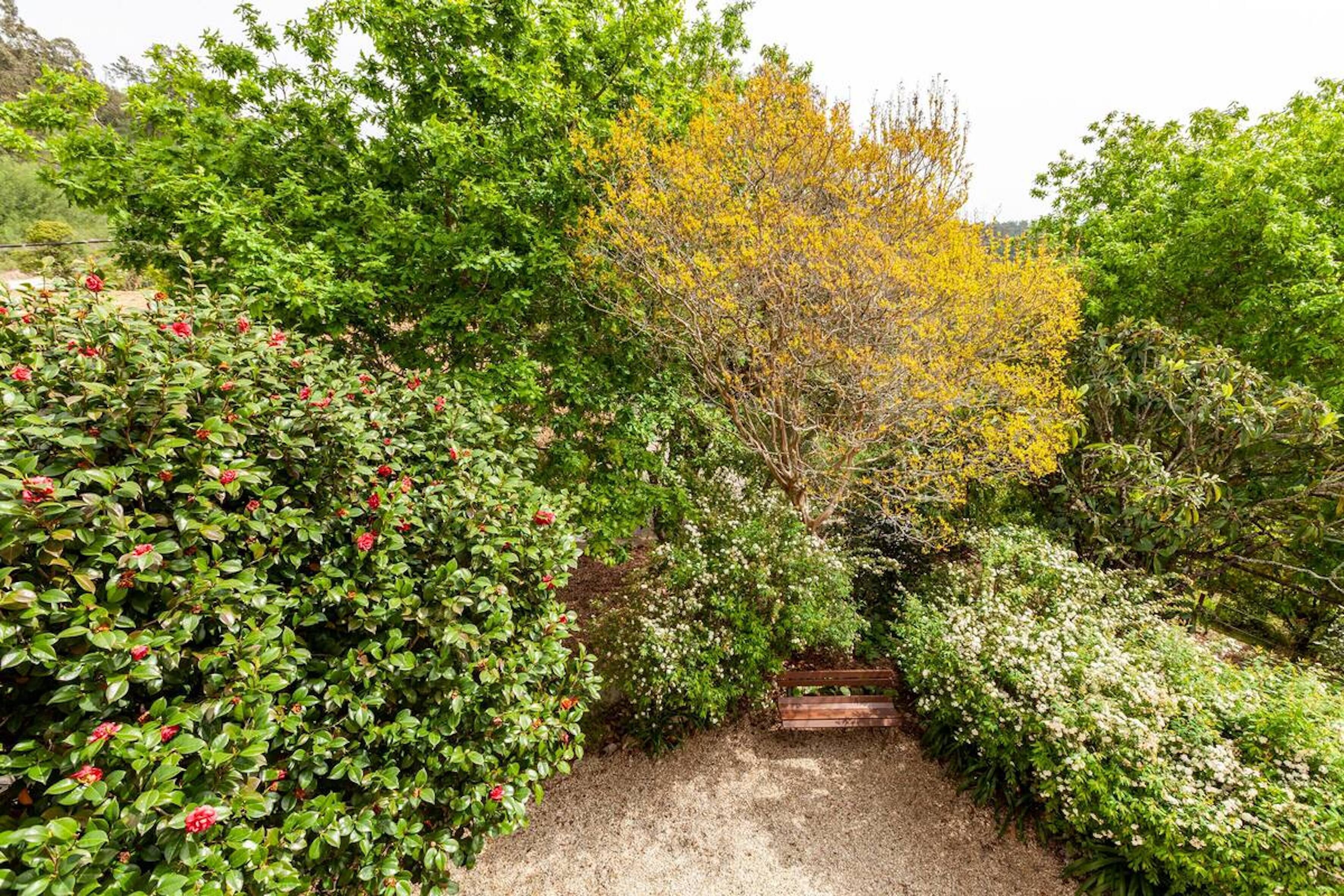 A garden pathway with a bench, surrounded by various shrubs and trees.