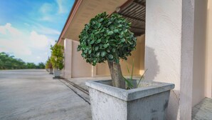 A potted plant with a rounded top, placed on a concrete surface next to a building with a white exterior and a sloped roof. - Huasai Palm Inn (Hua Sai)