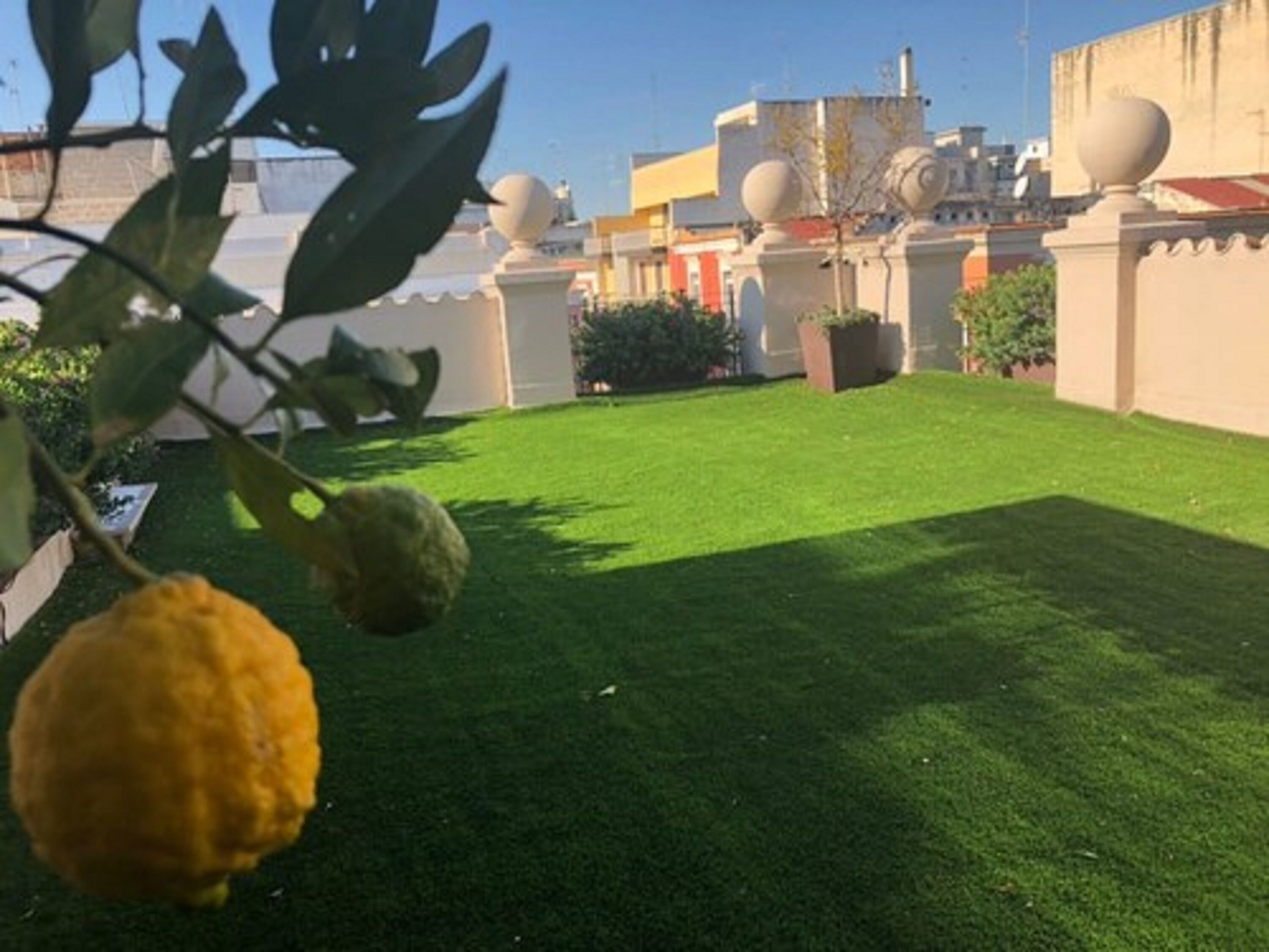 A rooftop garden with a well-maintained lawn, a potted plant, and a lemon tree.