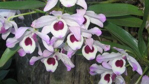 A cluster of orchids with white petals and purple centers.