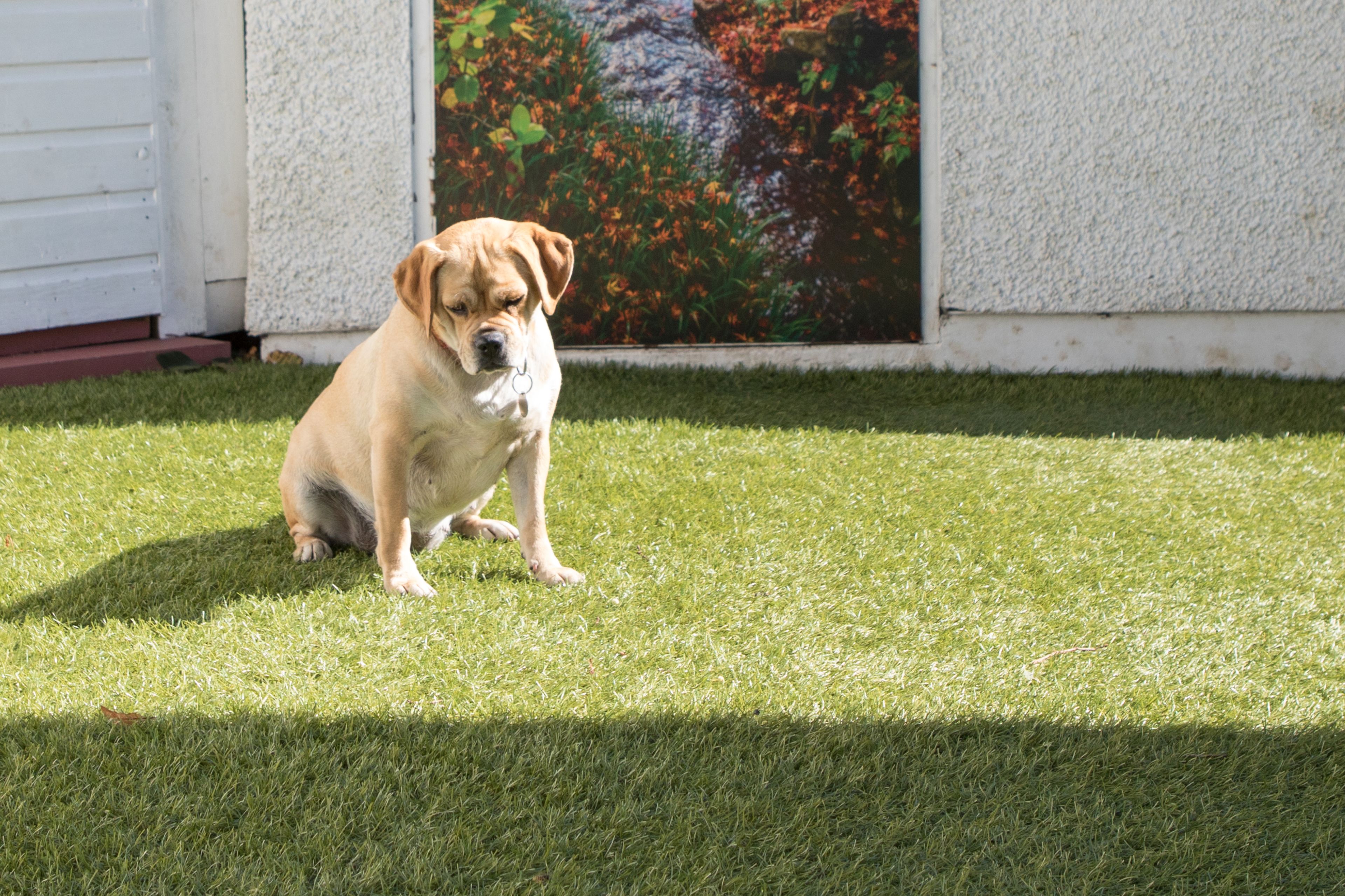 Ein Hund sitzt auf einem gepflegten Rasen, im Hintergrund ein Haus.