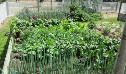 Hawkdun Rise Vineyard & Accommodation