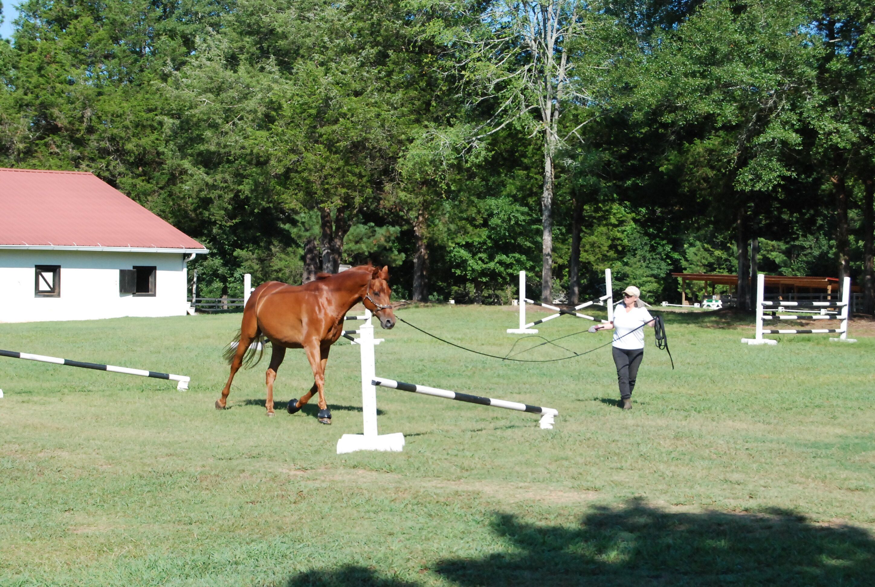 A horse and rider navigating an obstacle course in an outdoor arena.