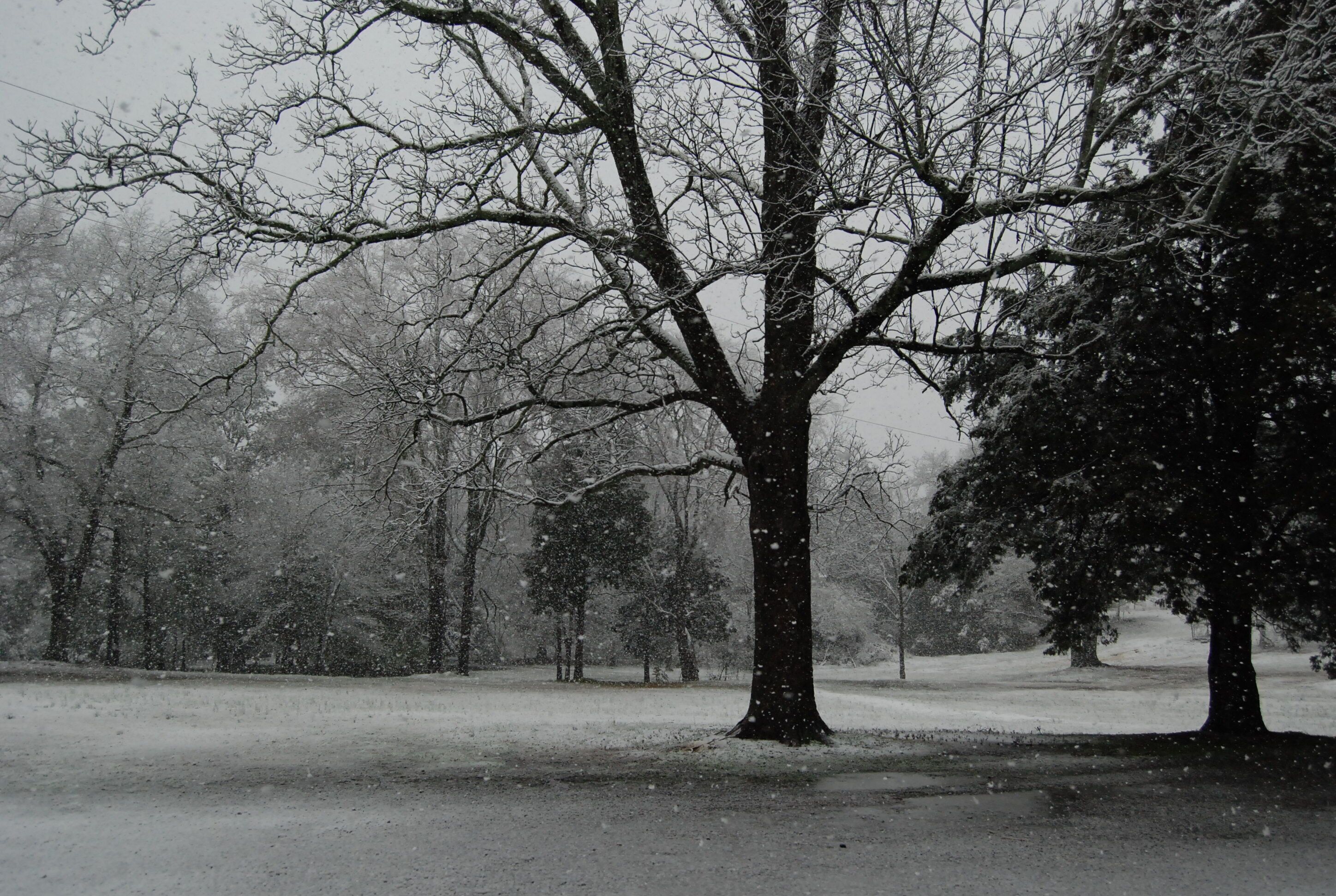 A snow-covered park with trees and a clear path.