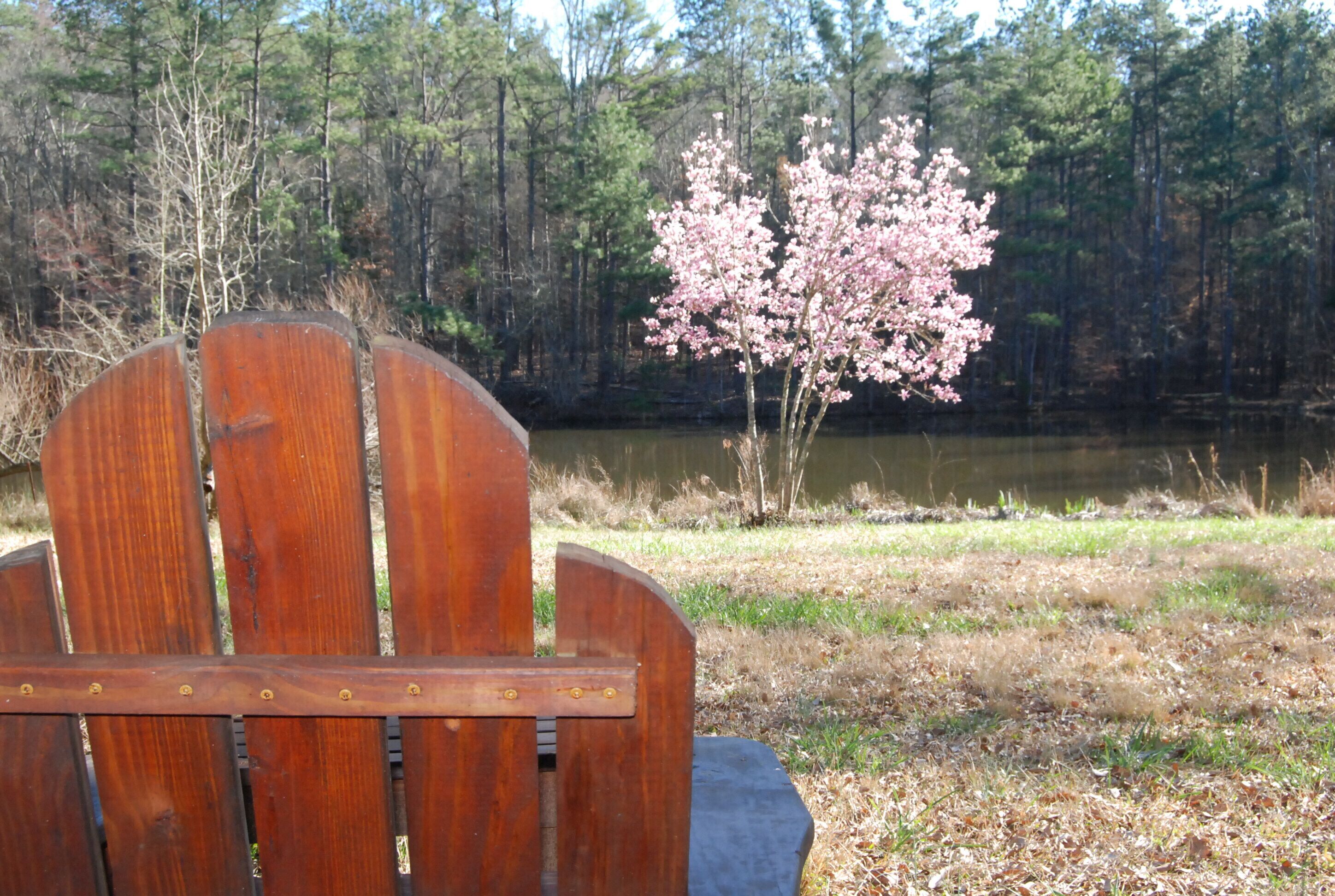 A wooden Adirondack chair facing a lake with a cherry blossom tree in the background.