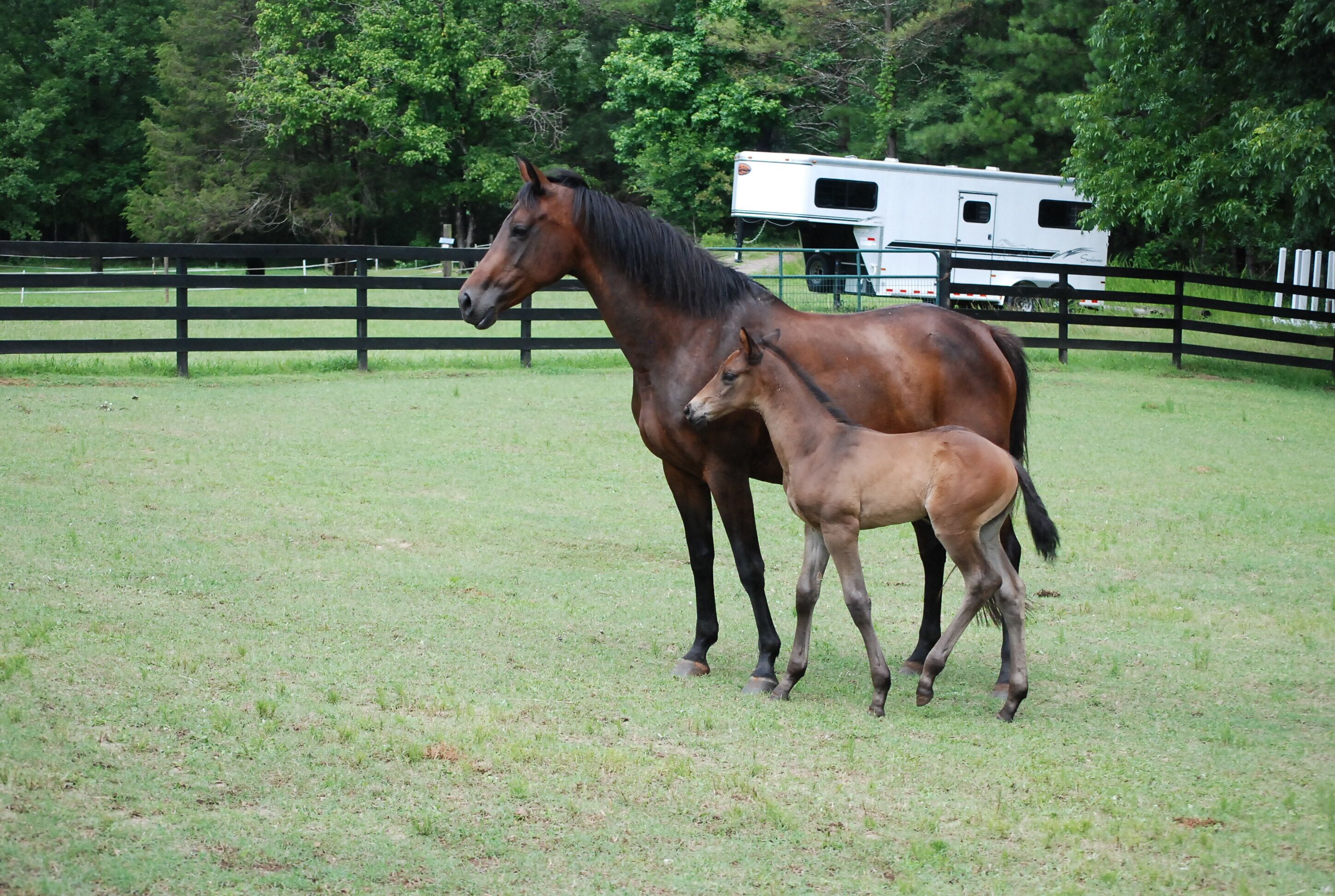 A horse and foal in a fenced pasture with a trailer in the background.